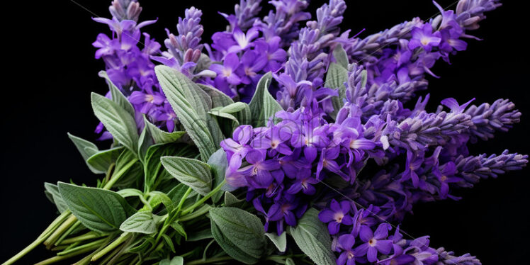 A bouquet of lavender - Starpik Stock