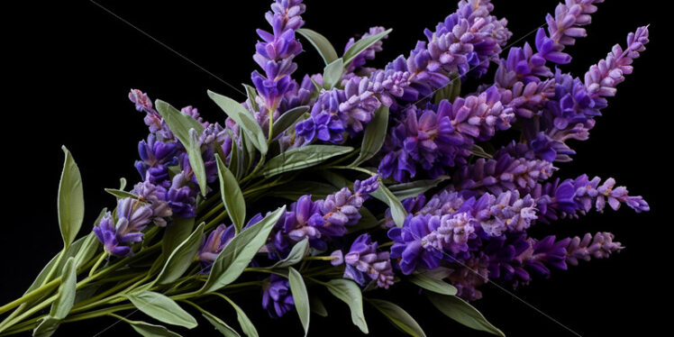 A bouquet of lavender - Starpik Stock