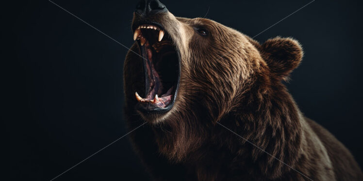 A brown bear with its mouth open on a black background - Starpik Stock