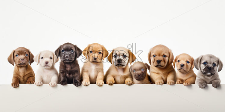 A collage of puppies of different colors - Starpik Stock