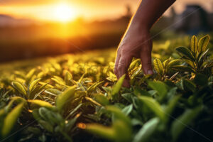 A farmer checks the condition of the tea leaves - Starpik Stock