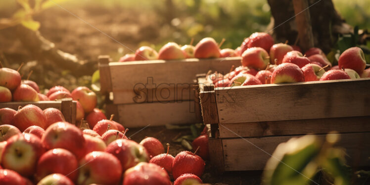 A few baskets of fresh apples in an orchard - Starpik Stock