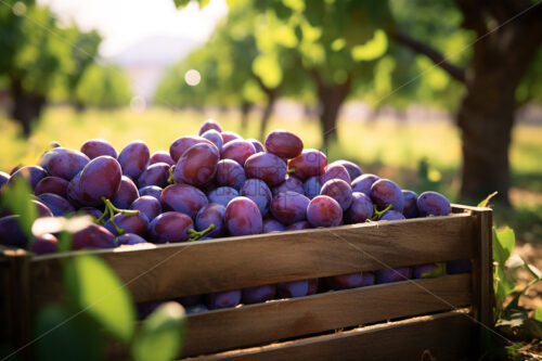 A few baskets of fresh plums in an orchard - Starpik Stock