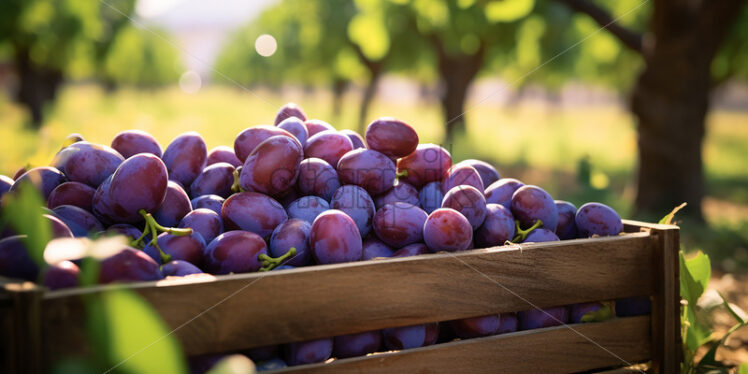 A few baskets of fresh plums in an orchard - Starpik Stock