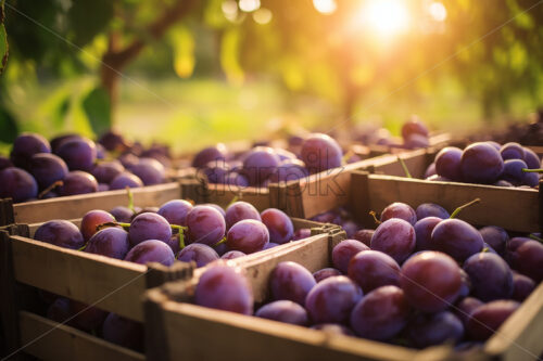 A few baskets of fresh plums in an orchard - Starpik Stock