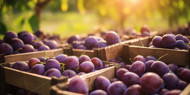 A few baskets of fresh plums in an orchard - Starpik Stock