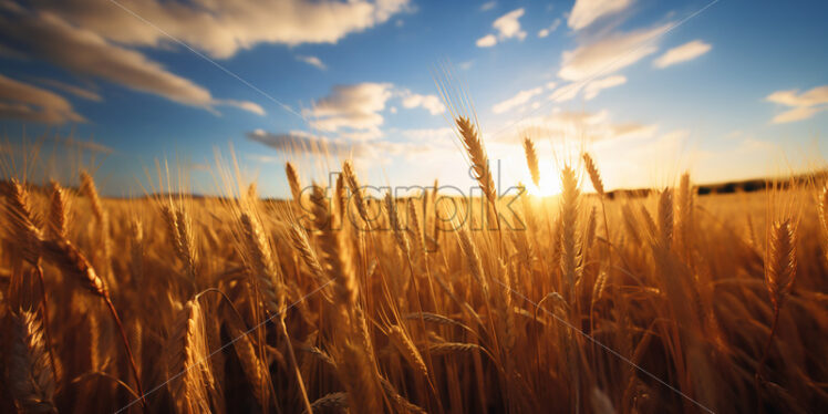 A field of wheat ready to be harvested - Starpik Stock