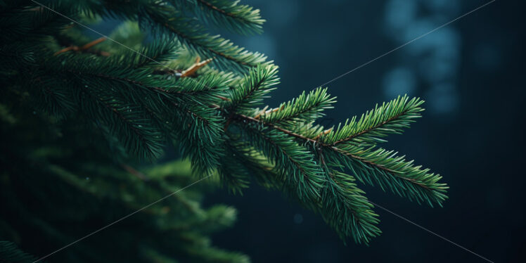 A fir branch on a dark background - Starpik Stock