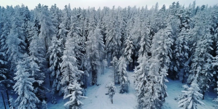 A forest in winter, top view - Starpik Stock