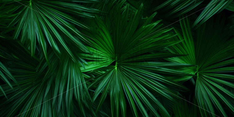 A green background of palm leaves, tropical leaves - Starpik Stock