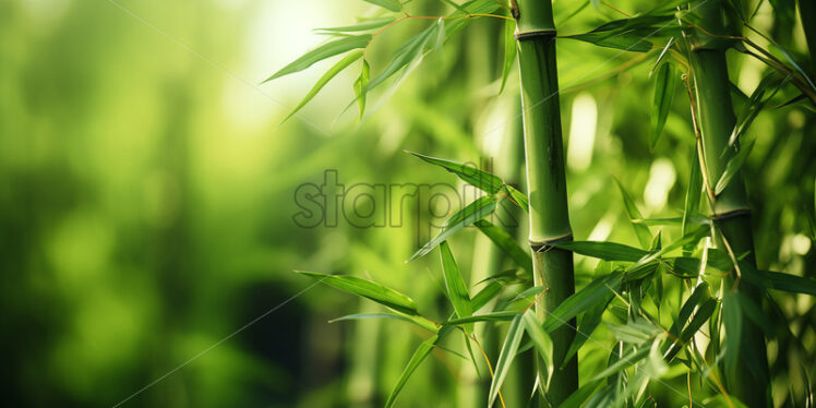 A green bamboo forest - Starpik Stock