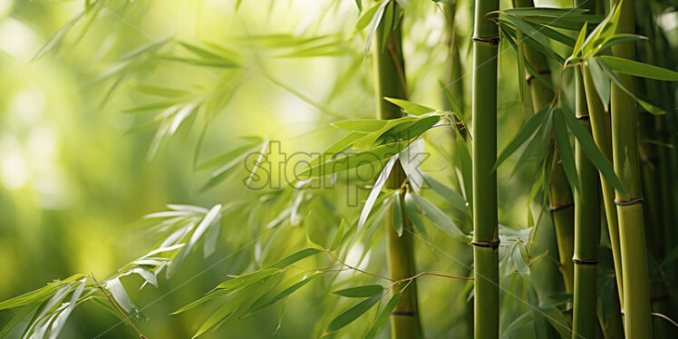 A green bamboo forest - Starpik Stock