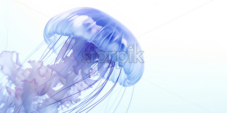 A jellyfish on a white background - Starpik Stock