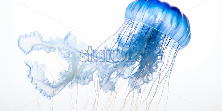 A jellyfish on a white background - Starpik Stock