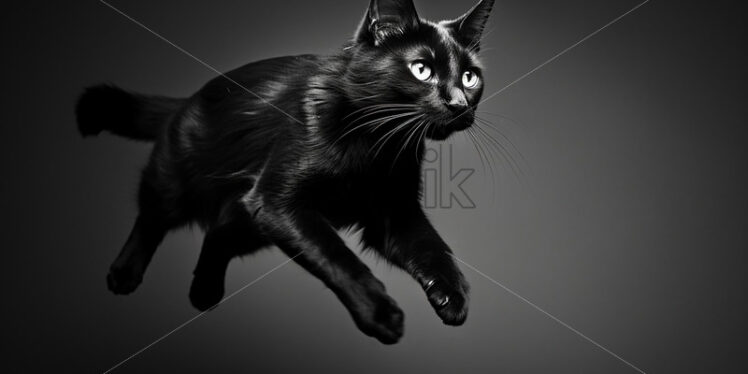 A jumping cat, black and white picture - Starpik Stock