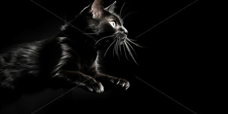 A jumping cat, black and white picture - Starpik Stock