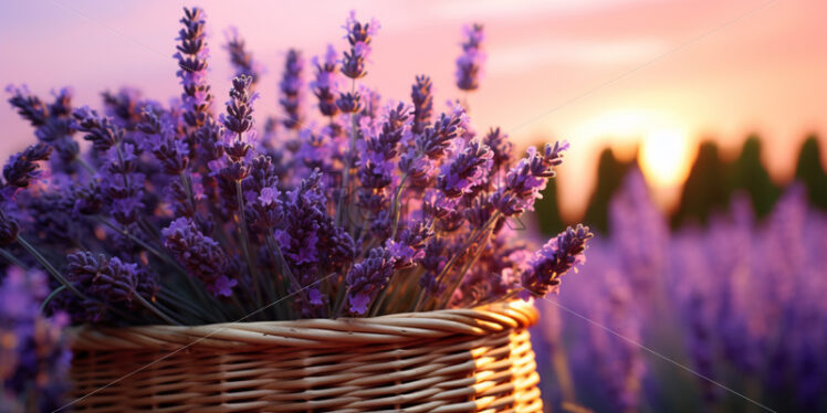 A lavender basket in a lavender field - Starpik Stock