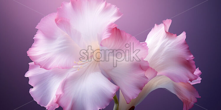 A pink gladiolus on a pale background - Starpik Stock