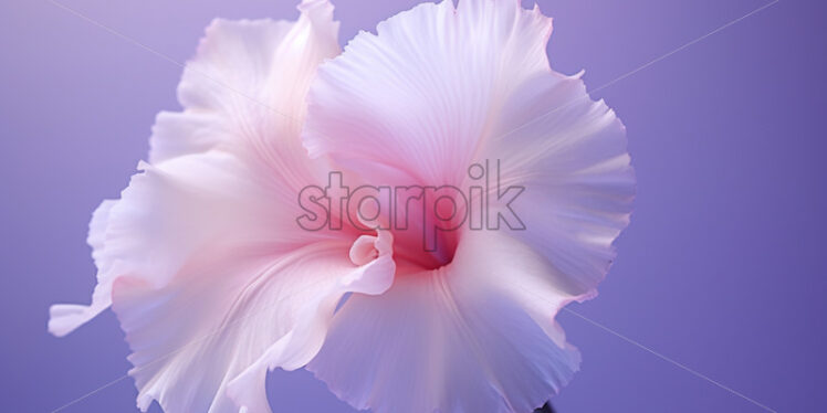 A pink gladiolus on a pale background - Starpik Stock