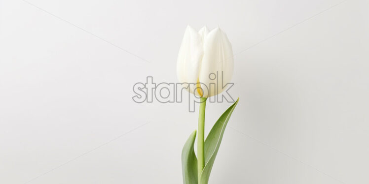 A white tulip on a white background - Starpik Stock