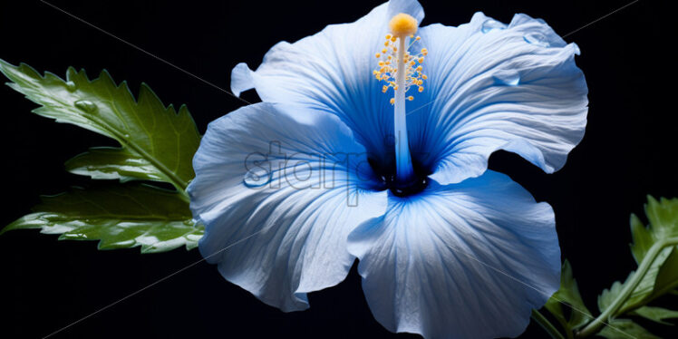 Blue-white hibiscus on a black background - Starpik Stock