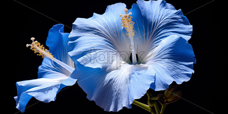 Blue-white hibiscus on a black background - Starpik Stock