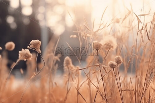 Dried flowers in a field - Starpik Stock