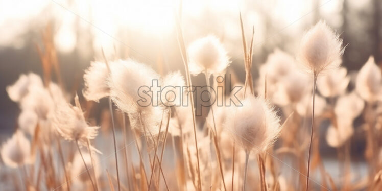 Dried flowers in a field - Starpik Stock