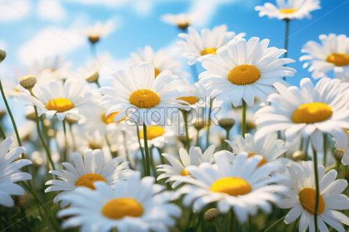 Generative AI a row of daisies and some daisies flowers close up - Starpik Stock