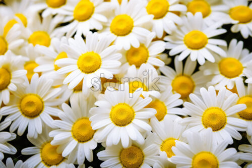 Generative AI a row of daisies and some daisies flowers close up - Starpik Stock