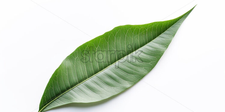 Green leaves on a white background - Starpik Stock