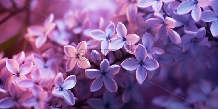 Lilac flowers, macro photo - Starpik Stock