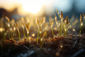 Micro plants that germinate in the soil - Starpik Stock