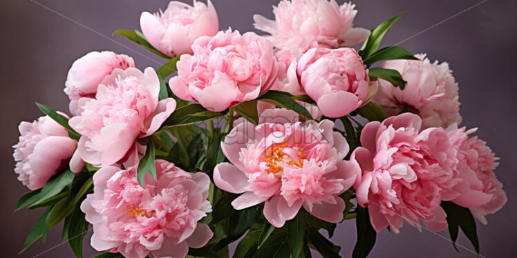 Peony pink flowers background - Starpik Stock