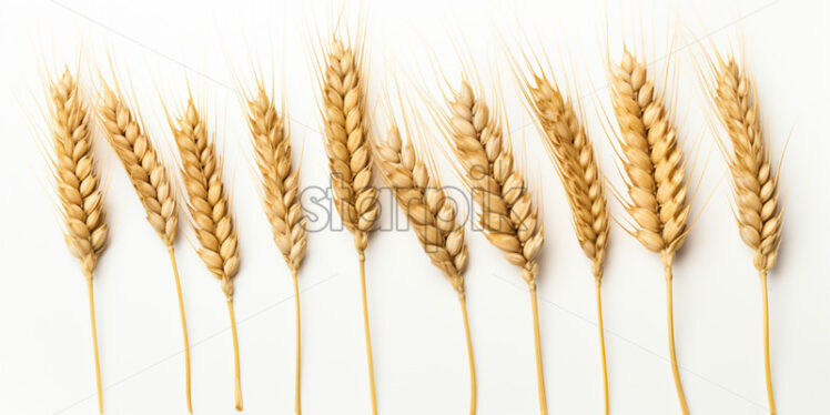 Spices of wheat on a white background - Starpik Stock