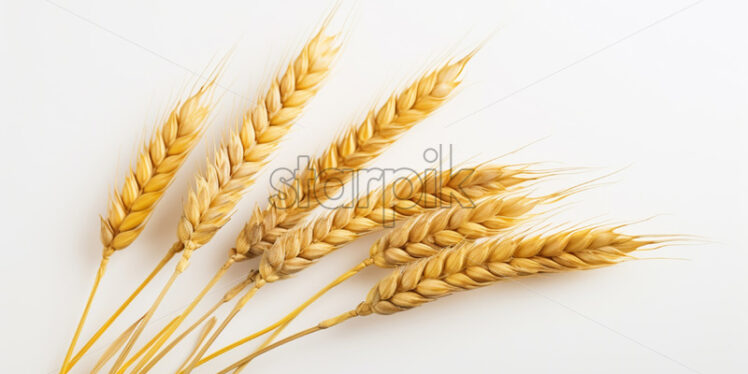 Spices of wheat on a white background - Starpik Stock