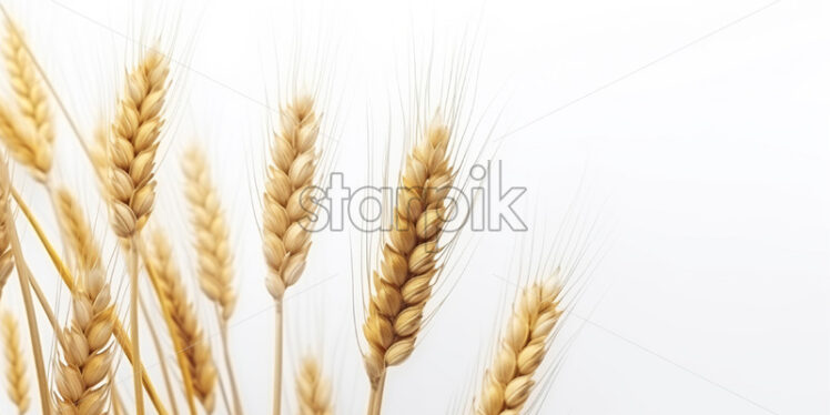 Spices of wheat on a white background - Starpik Stock