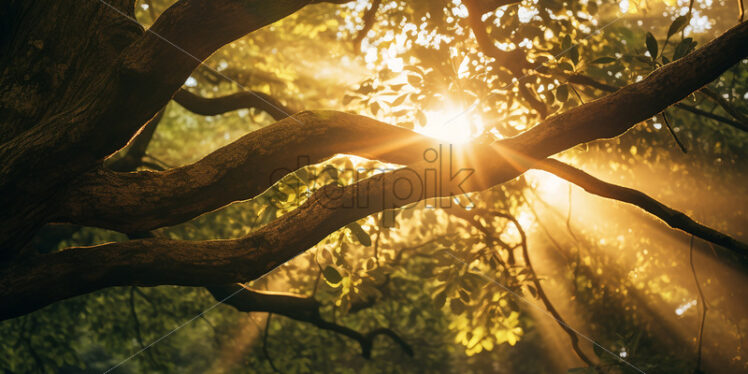 The sun's rays passing through the branches of an old tree - Starpik Stock