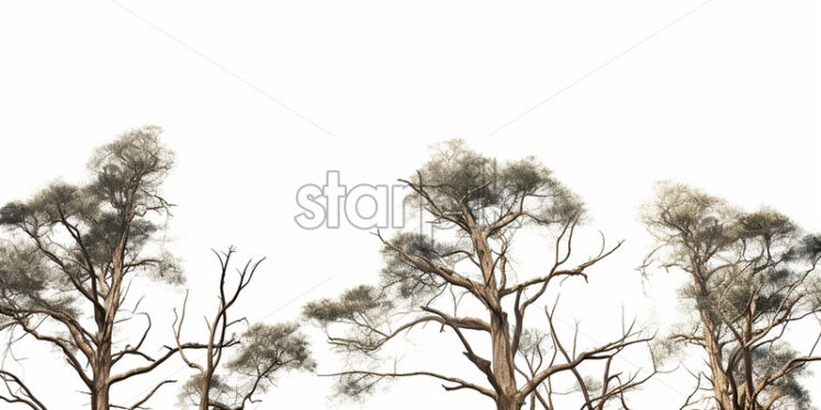 The tops of some trees on a white background - Starpik Stock