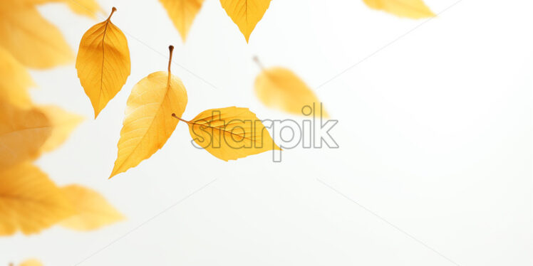 Yellow autumn leaves on a white background - Starpik Stock