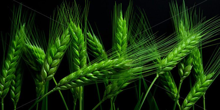 Young wheat on a green field - Starpik Stock