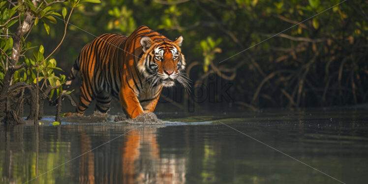 A Bengal tiger in a mangrove forest - Starpik Stock