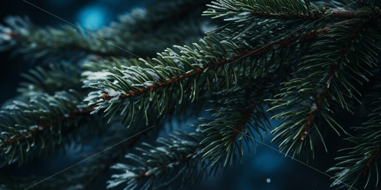 A background with fir branches in winter - Starpik Stock