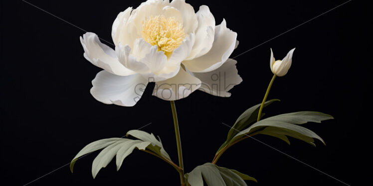 A beautiful white peony flower - Starpik Stock