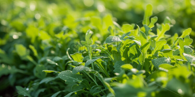 A field where arugula grows - Starpik Stock