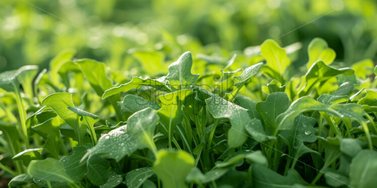 A field where arugula grows - Starpik Stock