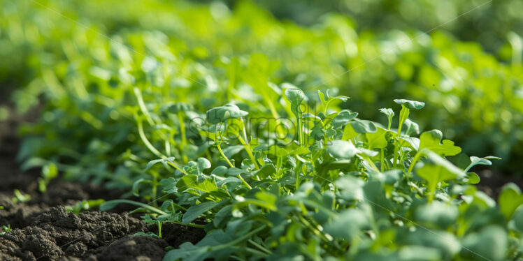 A field where arugula grows - Starpik Stock