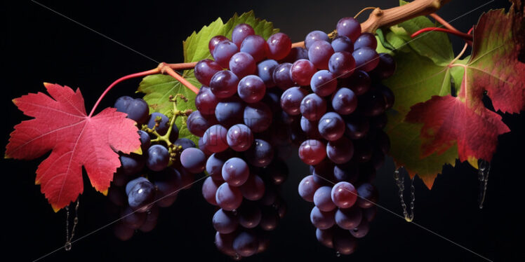 A grapevine laden with grapes. Abundance of grapes - Starpik Stock