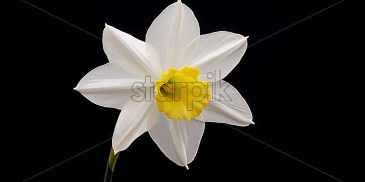 A lovely white daffodil flower - Starpik Stock