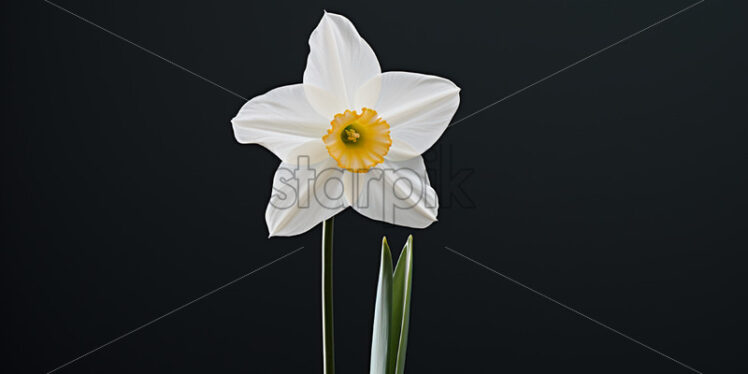 A lovely white daffodil flower - Starpik Stock